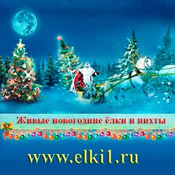 Живые новогодние елки
